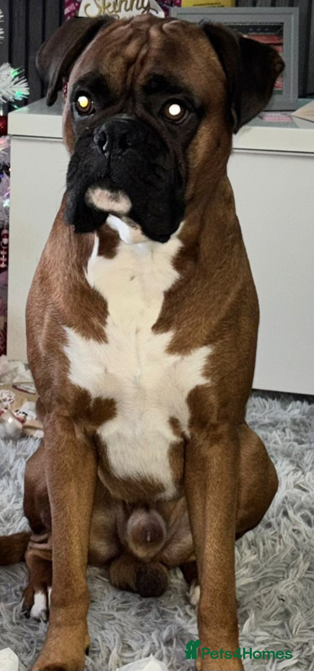 Boxer dogs for stud: Boxer dog available for stud  - Advert 2