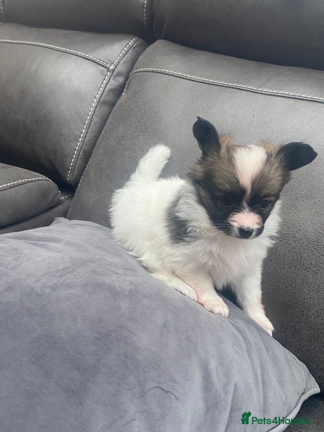 Papillon dogs for sale: Beautiful papillon girls - Advert 2