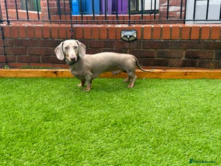 Miniature Dachshund dogs Romeo in Liverpool - Advert 7