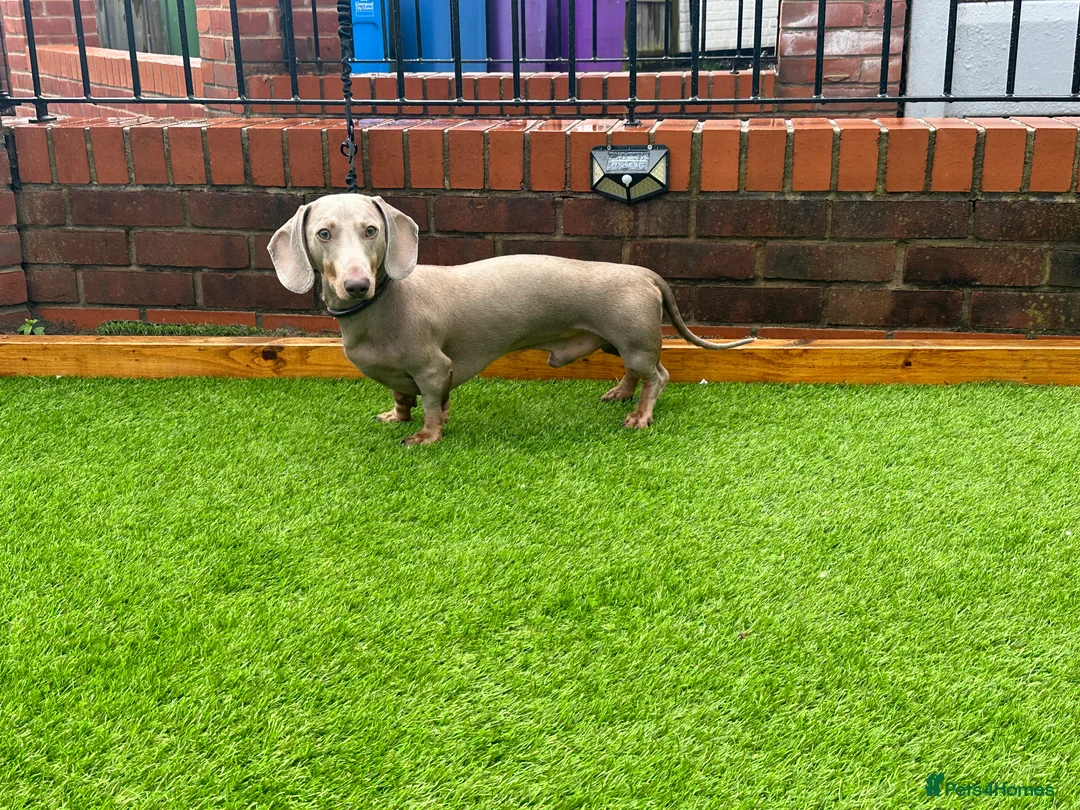 Miniature Dachshund dogs for stud: Romeo in Liverpool - Advert 1