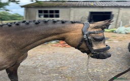 Welsh Section B horses for sale: sad sale of the most beautiful little dun mare! - Image 5