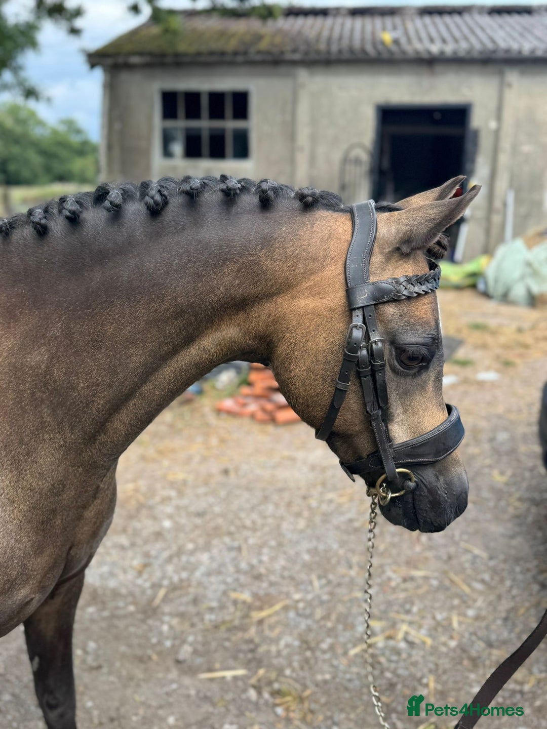 Welsh Section B horses for sale: sad sale of the most beautiful little dun mare! - Image 5