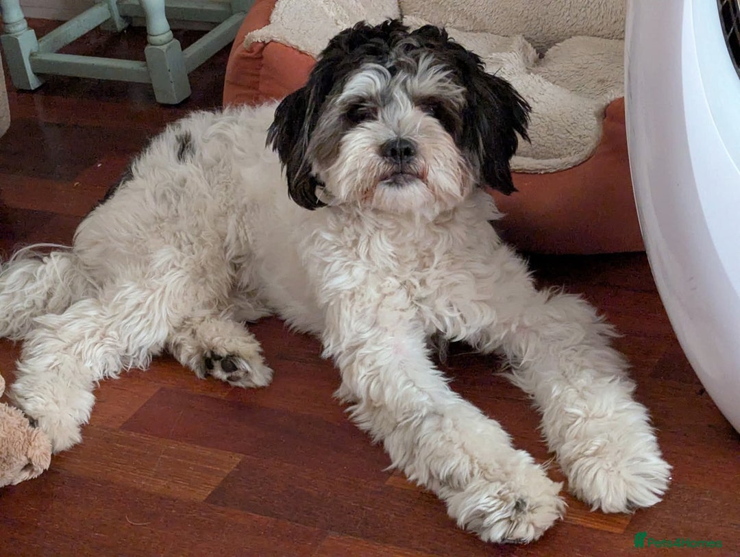 Shichon dogs for stud: * STUD * My gorgeous proven Shichon Boy Ted xx - Image 4