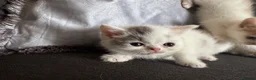Perdoll cats for sale: Persian x Ragdoll kitten  - Advert 14