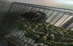 Rat rodents for sale: 2 Male Rats - Image 2