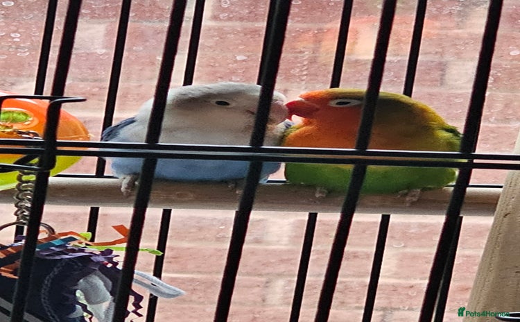 Lovebirds birds - Advert 1