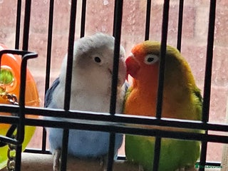 Lovebirds birds - Advert 2