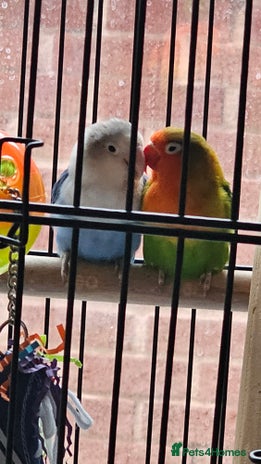 Lovebirds birds - Advert 1