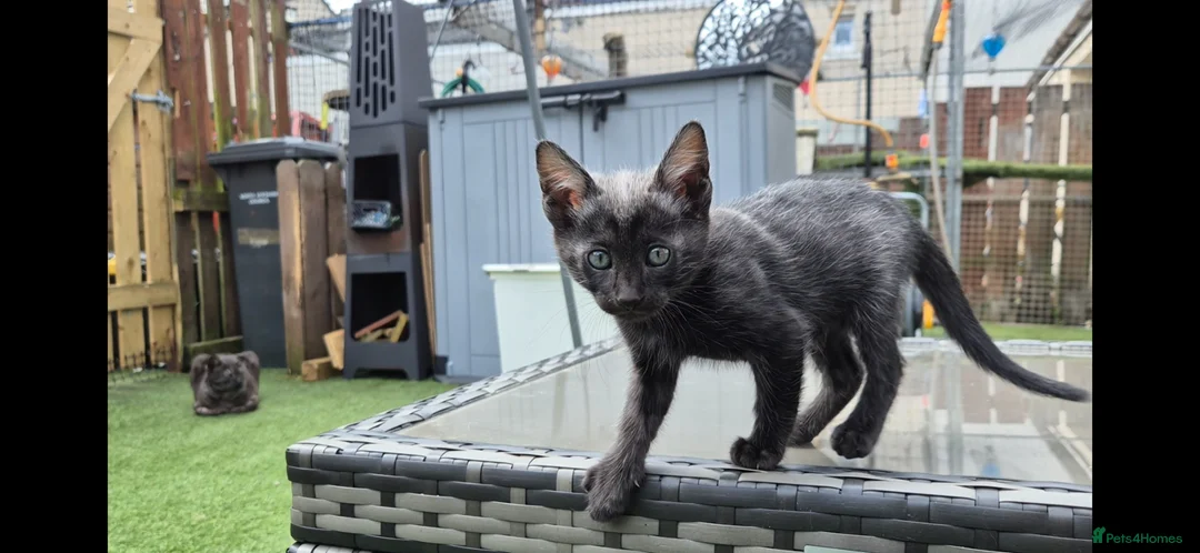 Bengal cats for sale: Bengal Savannah cross  in Irvine - Advert 11