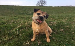 Border Terrier dogs for sale: Border Terrier bitch for sale - Image 5