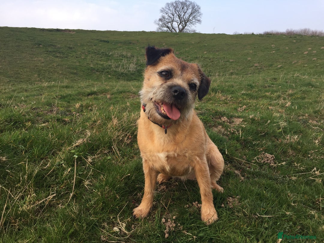Border Terrier dogs for sale: Border Terrier bitch for sale - Image 5