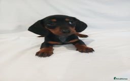 Miniature Dachshund dogs for sale: Miniature dachshund  - Image 7