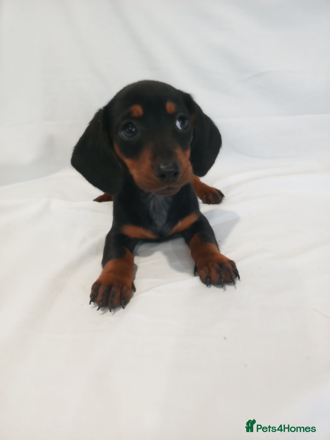 Miniature Dachshund dogs for sale: Miniature dachshund  - Image 7