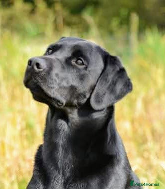 Labrador Retriever dogs FTW Health Tested Drakeshead Lines Labrador Stud - Advert 1