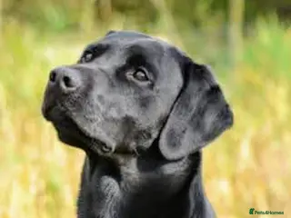 Labrador Retriever dogs FTW Health Tested Drakeshead Lines Labrador Stud - Advert 13