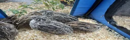 Quail poultry for sale: Female japanese quail - Advert 1