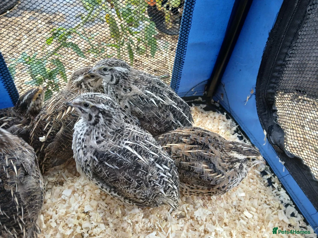 Quail poultry for sale: Female japanese quail - Advert 1