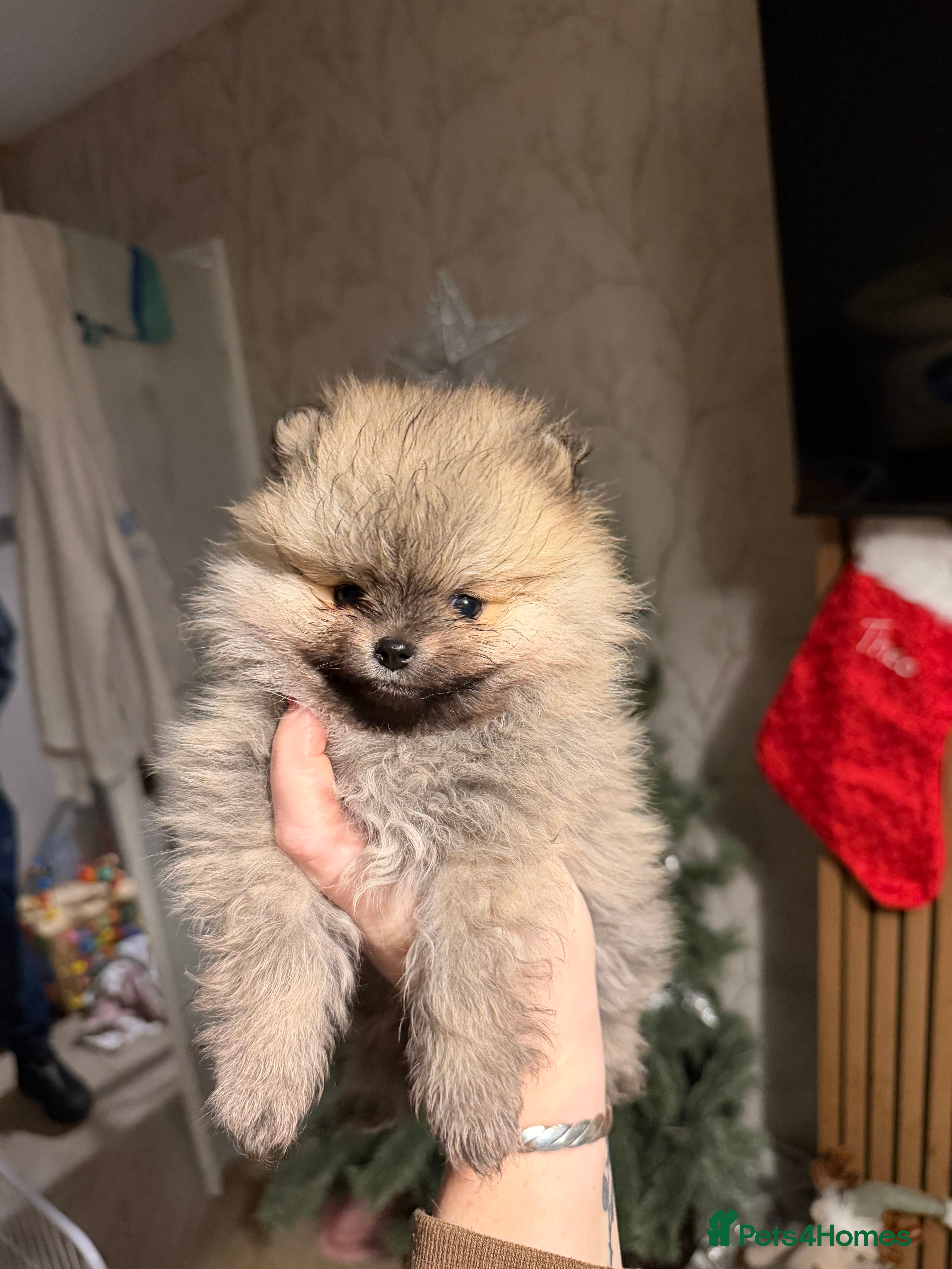 Pomeranian dogs Kc Pomeranians  - Advert 16