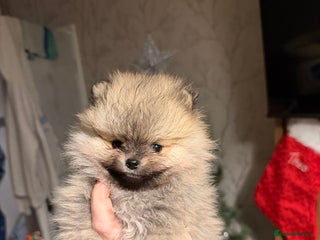 Pomeranian dogs Kc Pomeranians - Advert 16