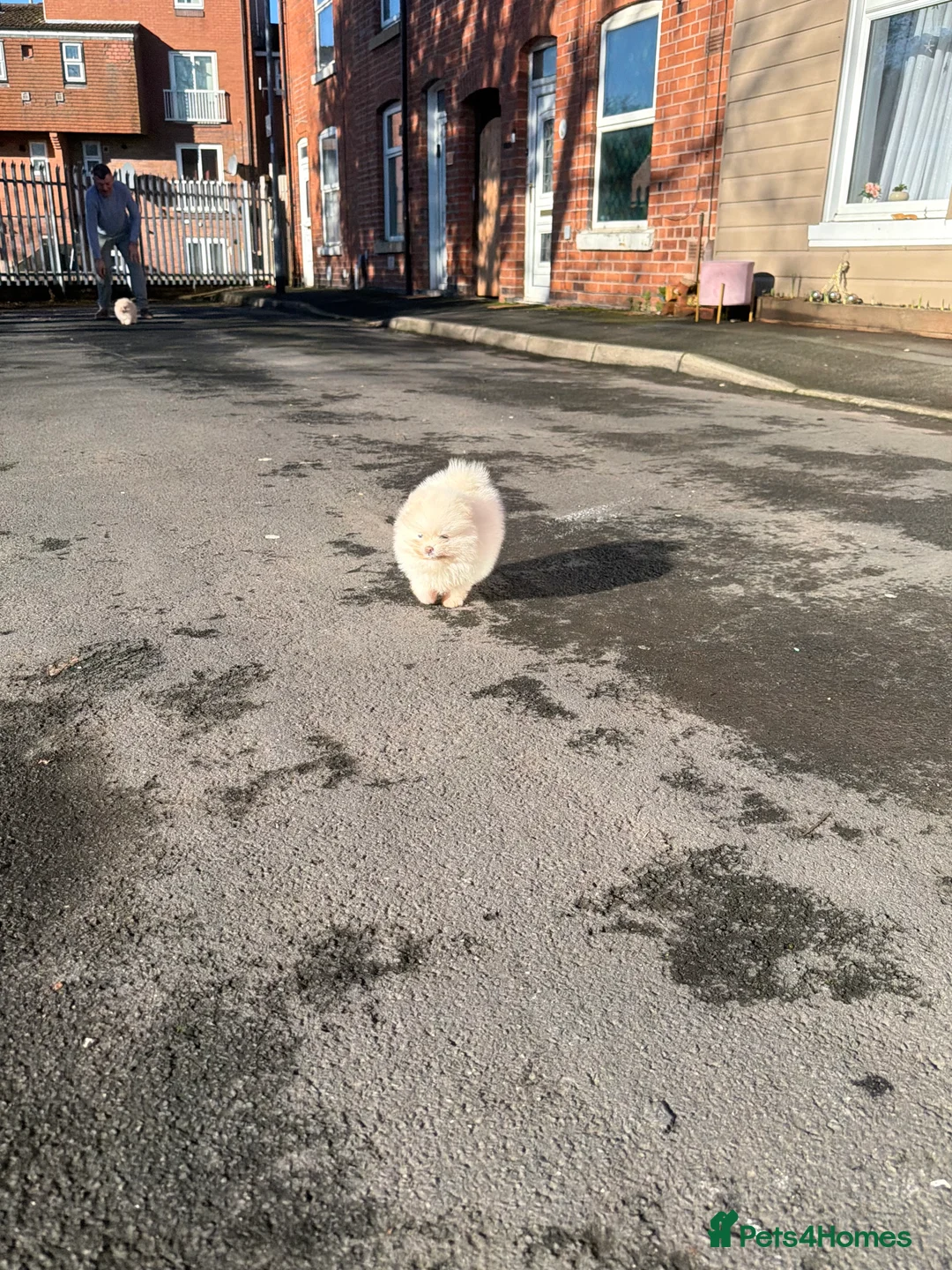 Pomeranian dogs for sale: Beautiful Purebred Pomeranian Puppies - Advert 26