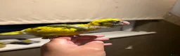 Parakeets birds for sale: Hand reared hand tame kakariki - Advert 3