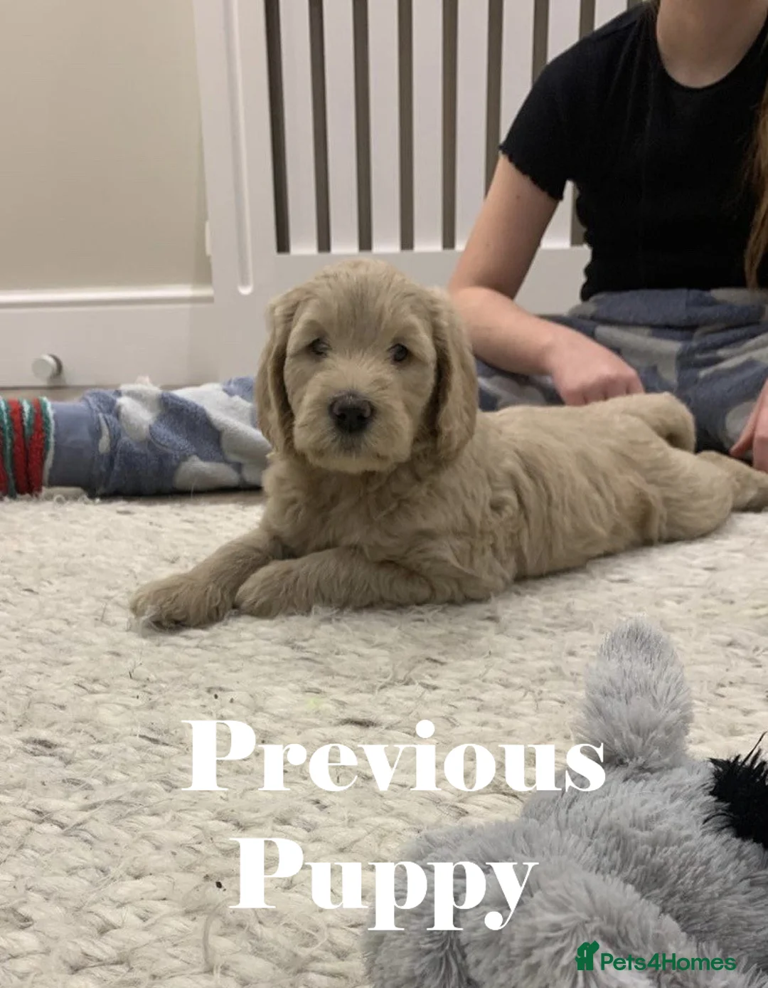 Double Doodle dogs for sale: Nell is expecting Double Doodles  - Advert 16