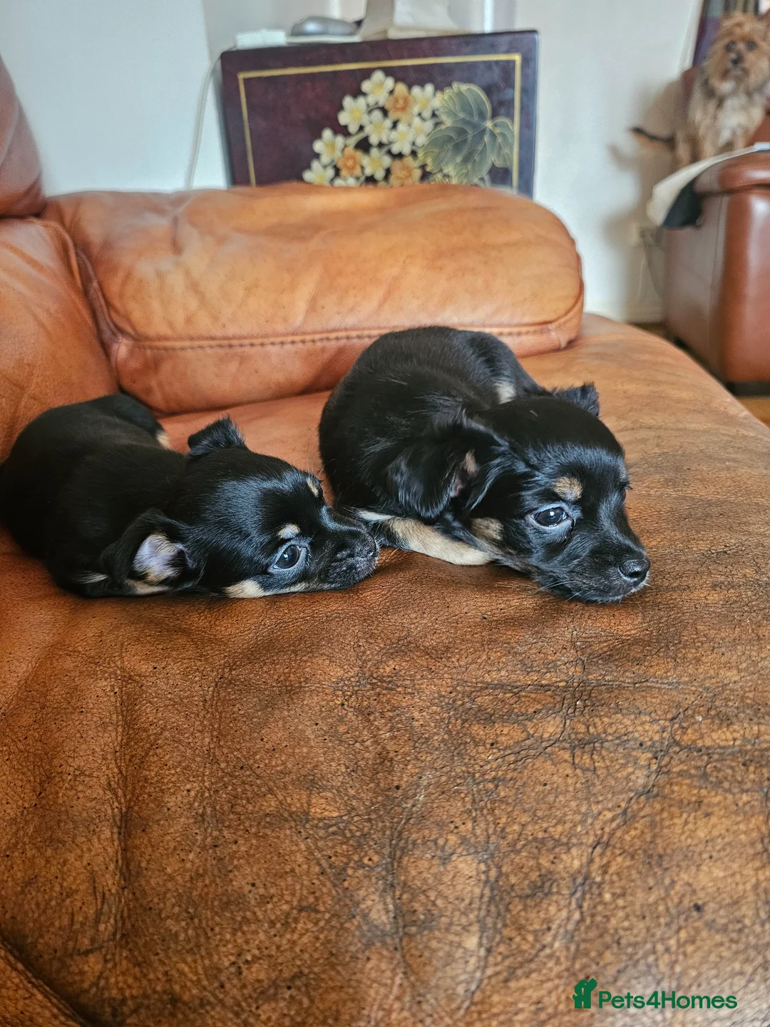 Chorkie dogs for sale: Two Female Pups  in Porth - Advert 18