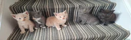 Maine Coon cats for sale: 5 MAINE COON CROSS KITTENS - 3 LEFT - Advert 13