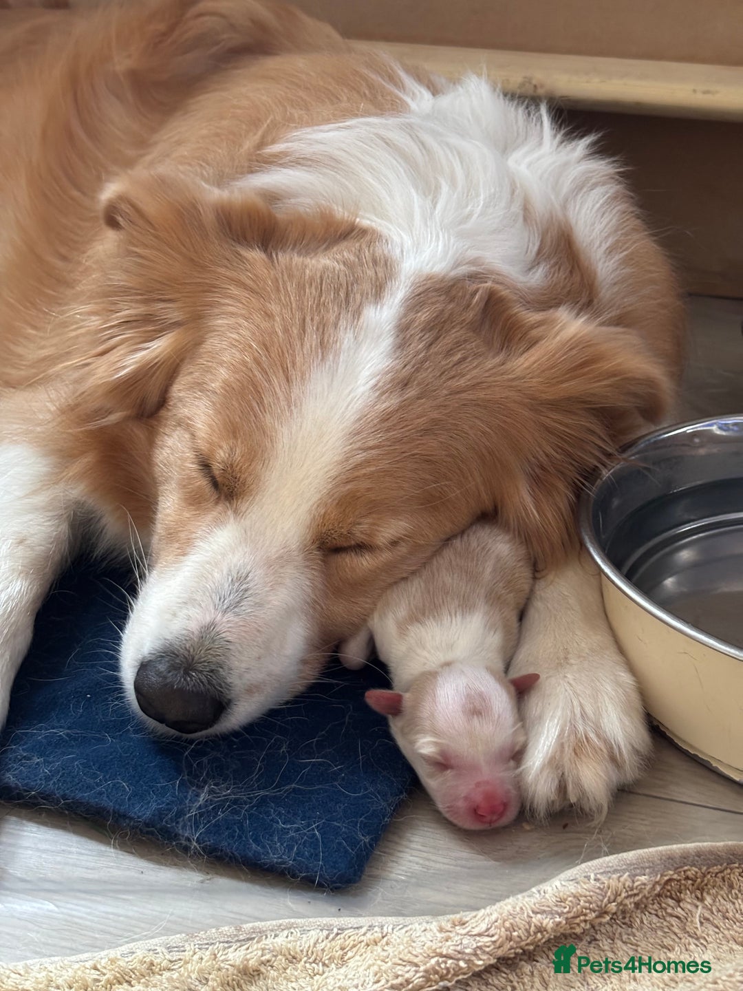 Border Collie dogs for sale: Border Collie Puppies (DNA clear tested parents) - Image 5