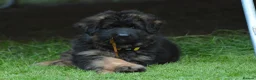 German Shepherd dogs for sale: Long Coat GSD black & tan  - Advert 12