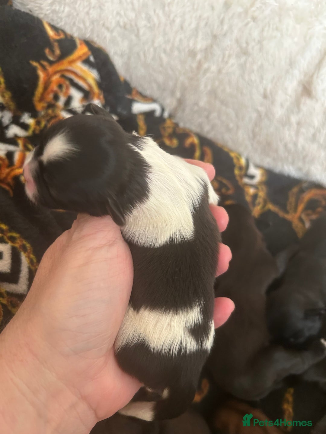 Shih Tzu dogs for sale: Beautiful shih tzu pups for sale  - Advert 3