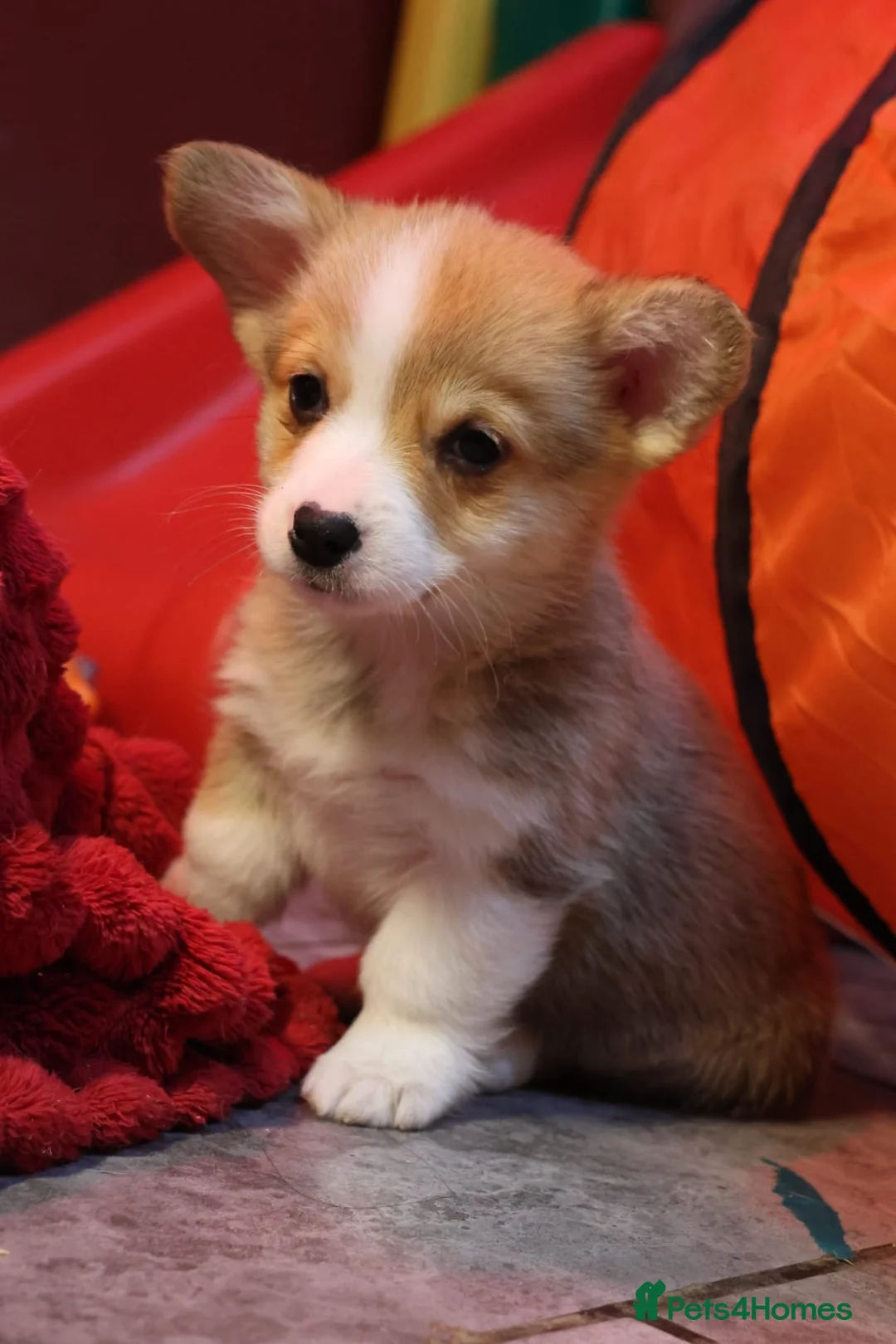 Welsh Corgi Pembroke dogs for sale: Champion bloodlines on both sides, great with kids - Advert 6