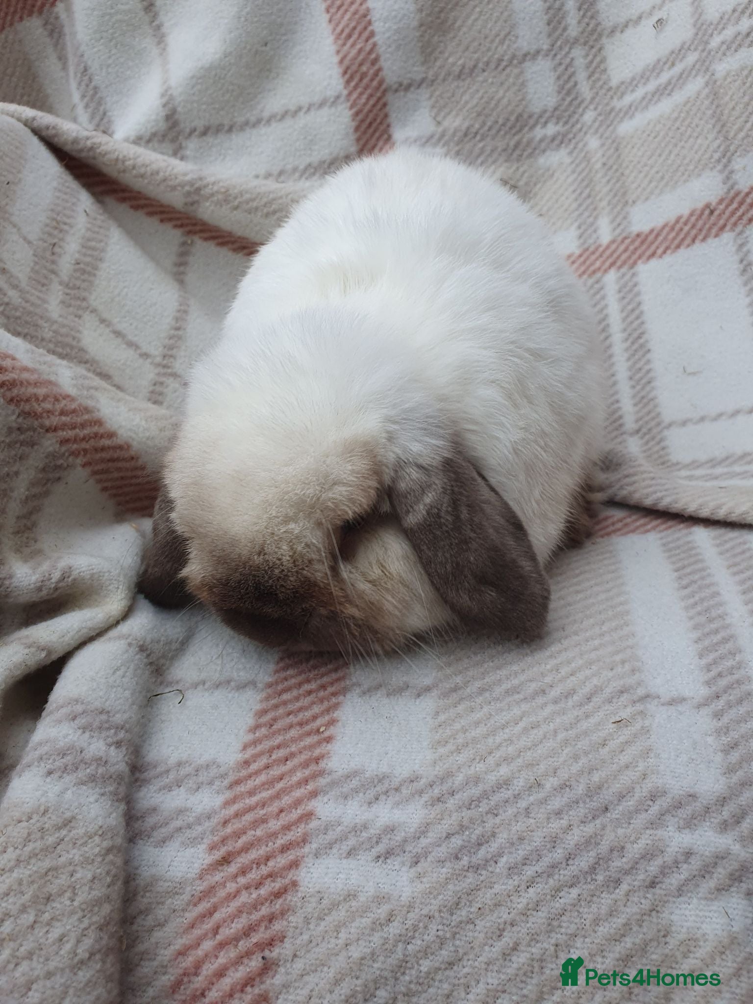 Mini Lop rabbits Spayed/neutered rabbits for adoption, vac Rhd2 - Advert 1