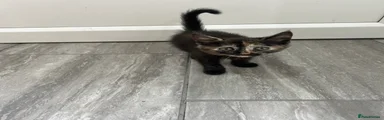 Domestic Shorthair 4