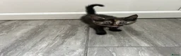 Domestic Shorthair cats for sale: 4 beautiful kittens for sale  in Hatfield - Advert 11