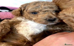 Toy Poodle dogs for sale: Toy poodles arriving soon  - Image 9