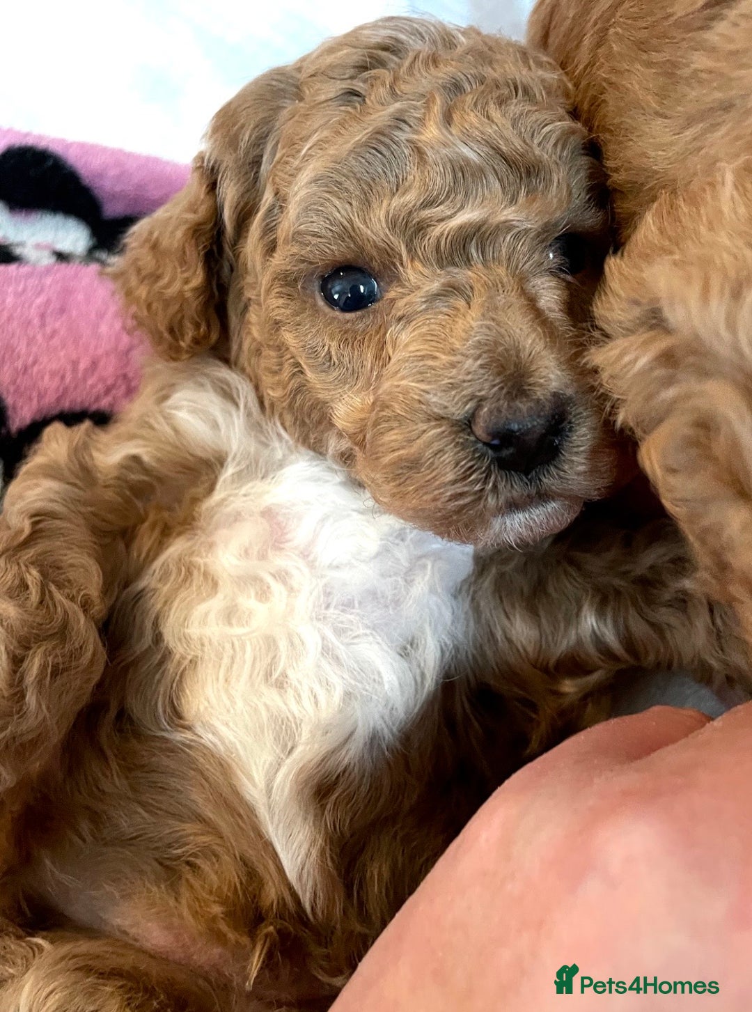 Toy Poodle dogs for sale: Toy poodles arriving soon  - Image 9