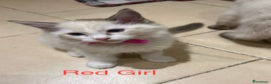 Red Girl