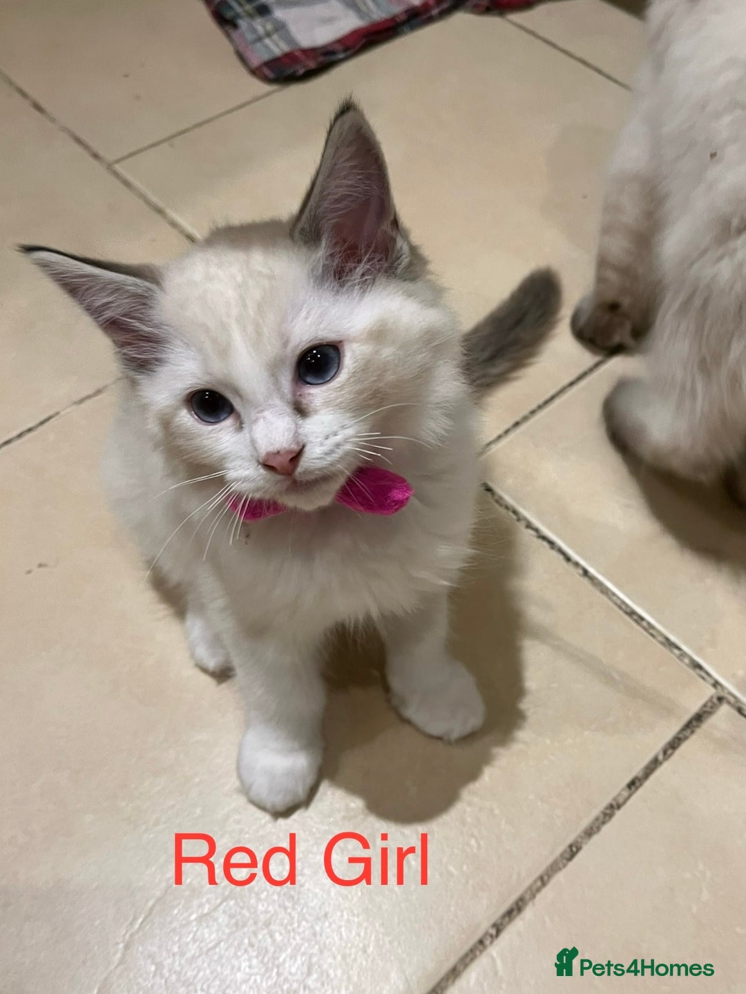 Ragdoll cats for sale: ❗️Charming Pure Ragdoll Kittens waiting love ❤️❗️ - Advert 30