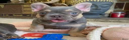 French Bulldog dogs for sale: 2 LEFT!! TOP QUALITY FRENCH BULLDOG PUPPIES - Advert 38