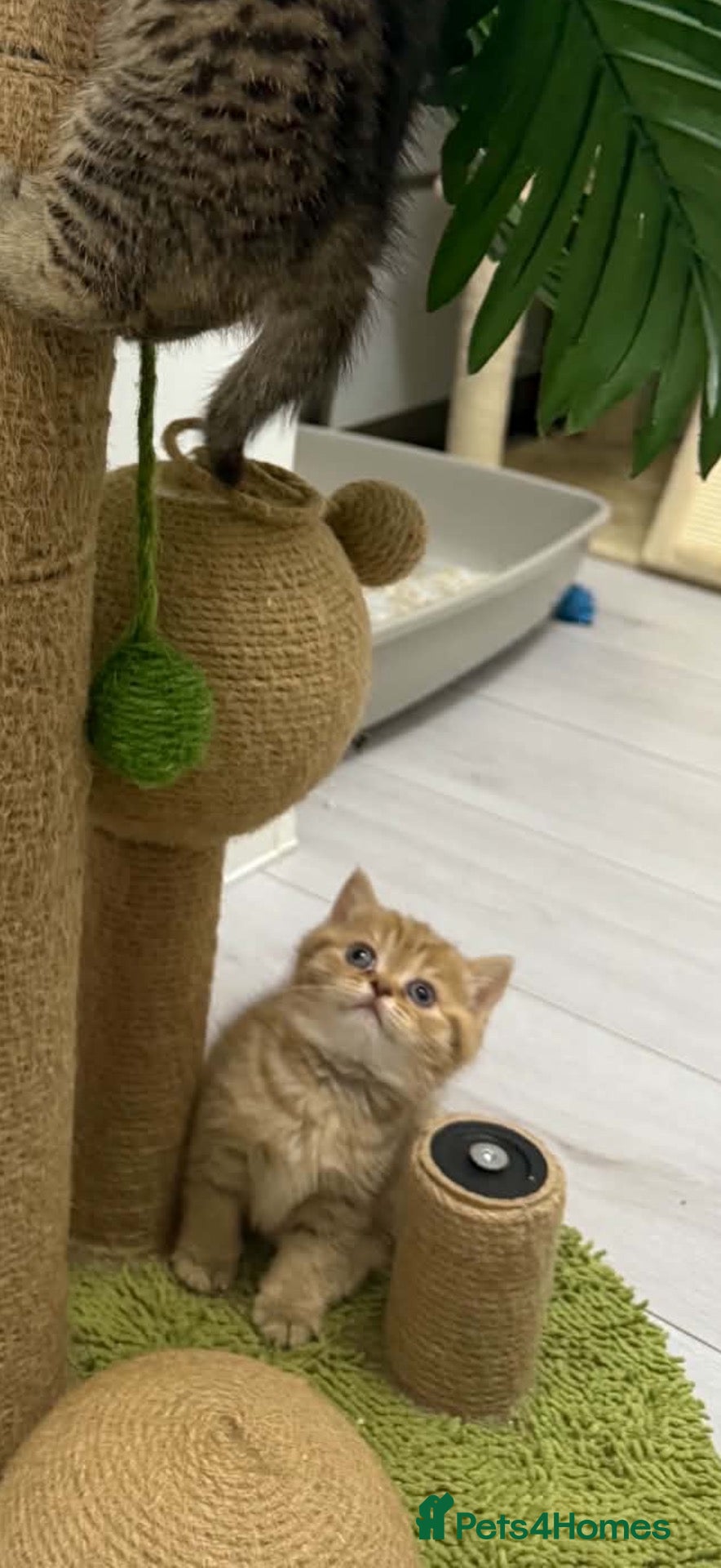 Scottish Fold cats Exceptional litter of Scottish fold/ straight😍😍 - Advert 2