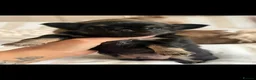 Chihuahua dogs for sale: Beautiful Longhair Chihuahuas  - Advert 19