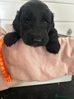 Cockapoo dogs - Advert 10