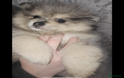Pomeranian dogs for sale: Beautiful pom puppies -fully vaccinated  - Image 8