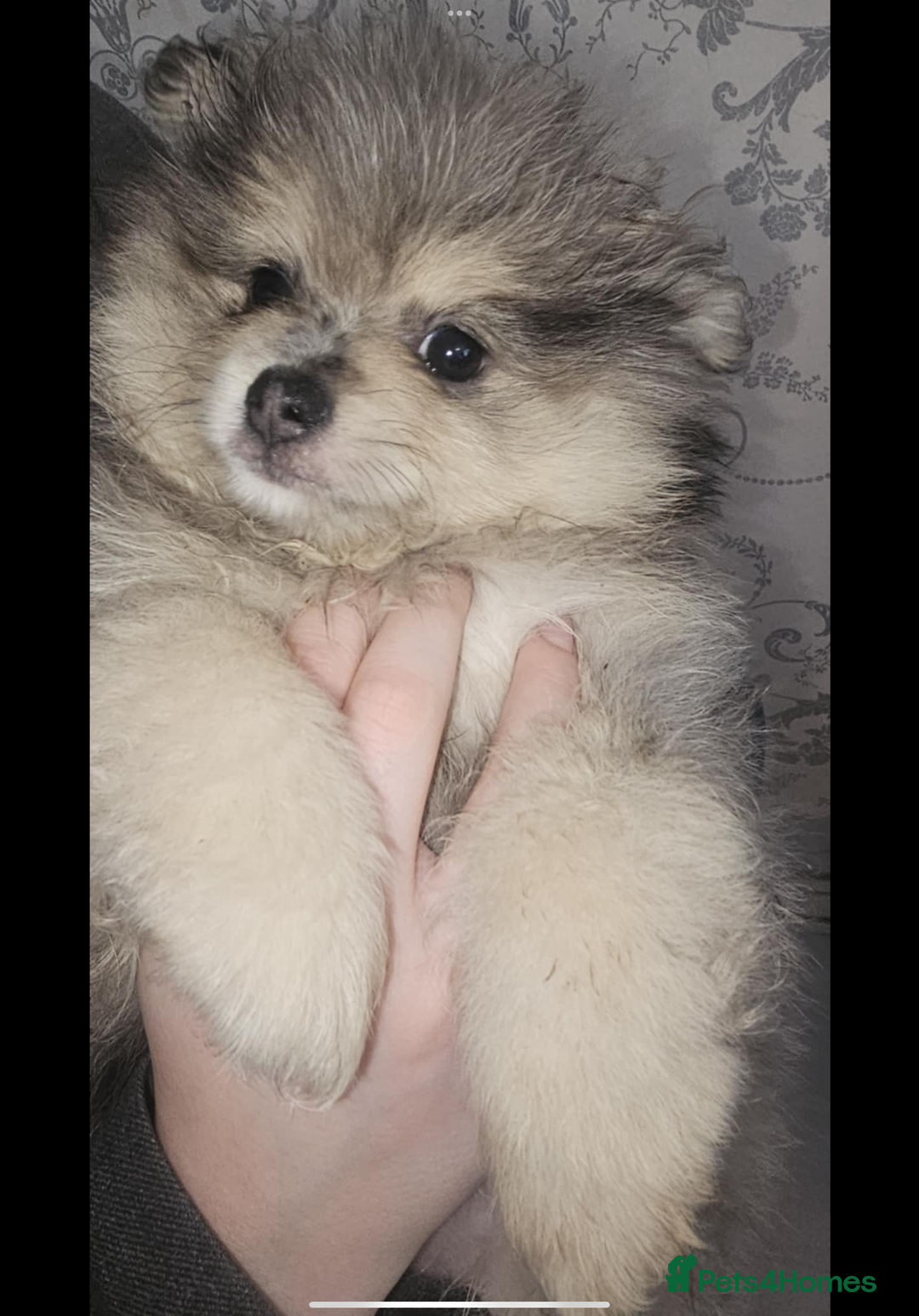 Pomeranian dogs for sale: Beautiful pom puppies -fully vaccinated  - Image 8