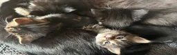 Mixed Breed cats for sale: 5 gorgeous kittens  - Advert 11