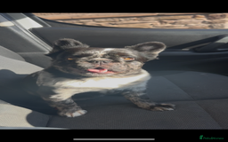 French Bulldog dogs for sale: Kc reg male ** rojo frenchie fluffy carrier - Image 9