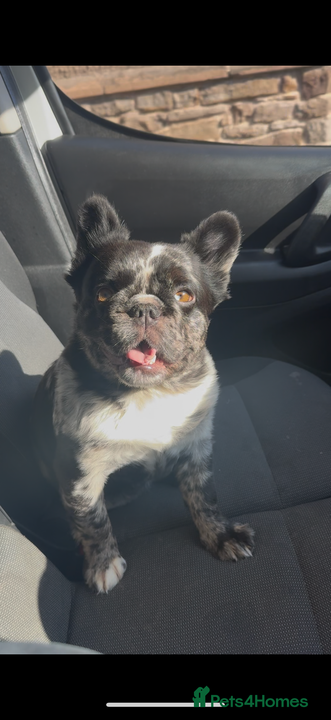 French Bulldog dogs for sale: Kc reg male ** rojo frenchie fluffy carrier - Image 9
