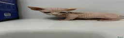 Sphynx cats for sale: Bambino Sphynx kittens  - Advert 2