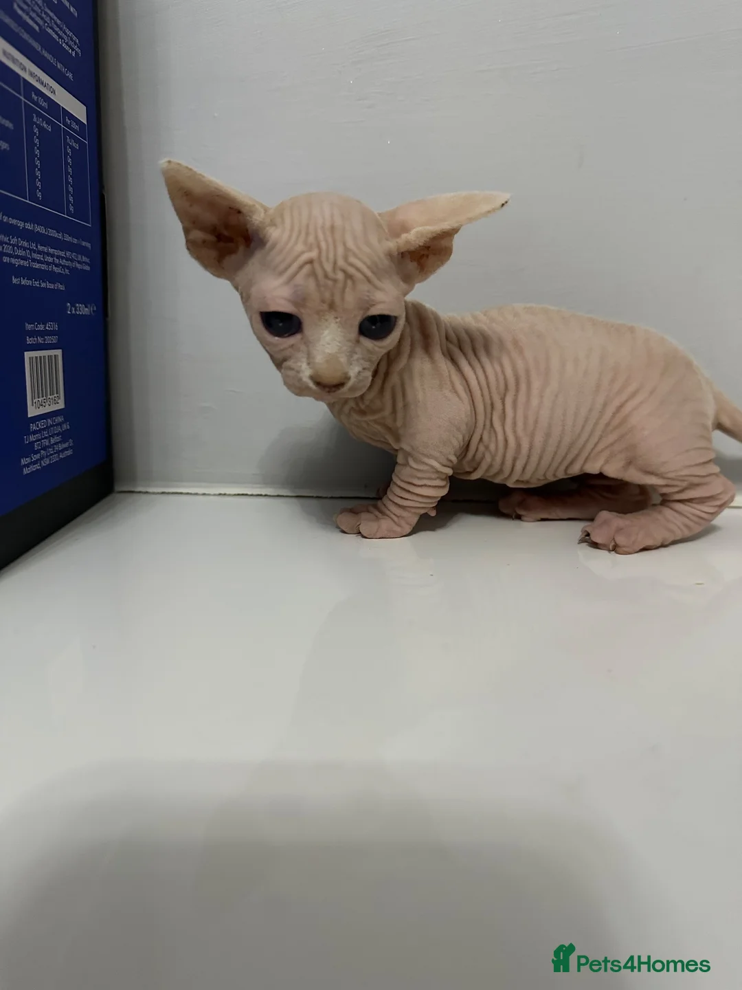 Sphynx cats for sale: Bambino Sphynx kittens  - Advert 2